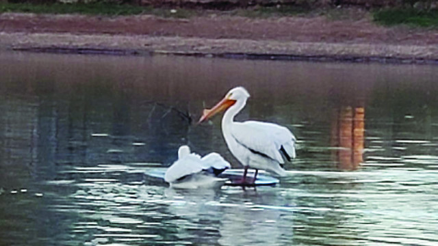 American White Pelicans are seen at city lake
